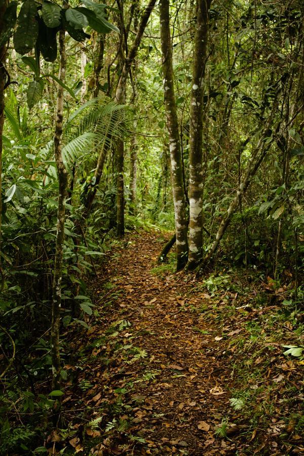 La Anita Rain Forest Colonia Dos Rios Ngoại thất bức ảnh